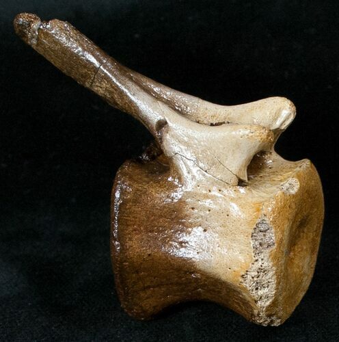 Superbly Preserved Hadrosaur Vertebra - Montana #13567